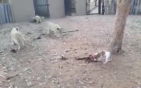 Jack Russl Terrier Vs Lion Cubs - Animals - VIDEOTIME.COM
