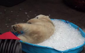 Polar Bear Playing In An Ice Pool