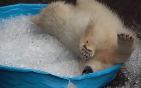 Polar Bear Playing In An Ice Pool