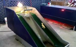 Baby Ducklings Playing On A Waterslide - Animals - VIDEOTIME.COM