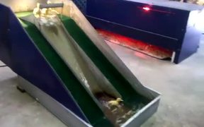 Baby Ducklings Playing On A Waterslide