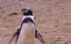 Penguin Looking Around