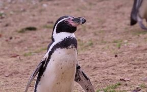 Penguin Looking Around - Animals - VIDEOTIME.COM