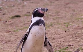 Penguin Looking Around