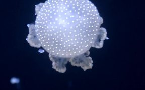 Jellyfish in a Tank - Animals - VIDEOTIME.COM