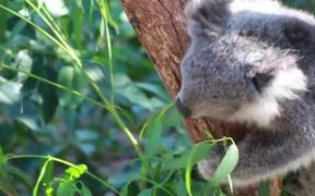 Koala Bear Eating in Tree