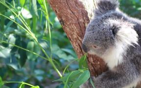 Koala Bear Eating in Tree