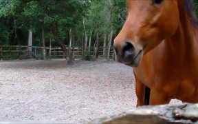 Dusty Horse - Animals - VIDEOTIME.COM