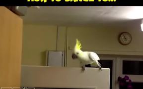 How To Dance To - Animals - VIDEOTIME.COM