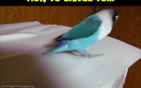 How To Dance To