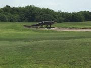 Alligator Going For A Stroll