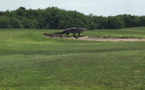 Alligator Going For A Stroll