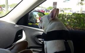 Dogs Excited To Go To The Park - Animals - VIDEOTIME.COM