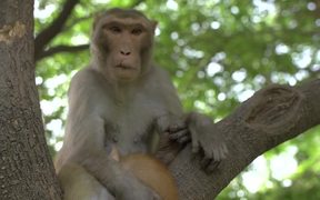 Monkey Holding Cat in a Tree - Animals - VIDEOTIME.COM