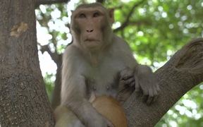Monkey Holding Cat in a Tree