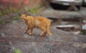 Handheld Street Cat - Animals - VIDEOTIME.COM