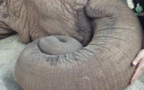 Elephant Lullaby - Animals - VIDEOTIME.COM