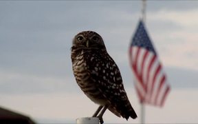 Burrowing Owl and US-Flag - Animals - VIDEOTIME.COM