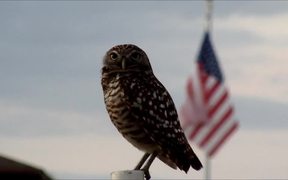 Burrowing Owl and US-Flag