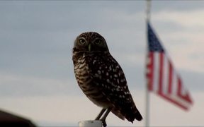 Burrowing Owl and US-Flag