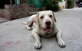Dog Laying Down - Animals - VIDEOTIME.COM