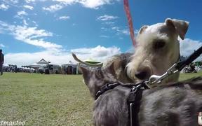 Cat Meets 50 Dogs At Dog Show - Animals - VIDEOTIME.COM