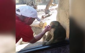 Baboon Is Amazed By Magic Trick - Animals - VIDEOTIME.COM