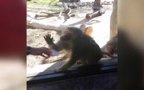 Baboon Is Amazed By Magic Trick - Animals - VIDEOTIME.COM