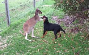 Kangaroo And Dog Are Best Friends - Animals - VIDEOTIME.COM