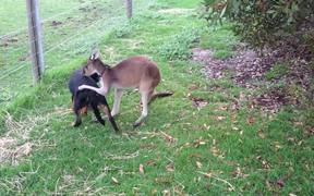 Kangaroo And Dog Are Best Friends