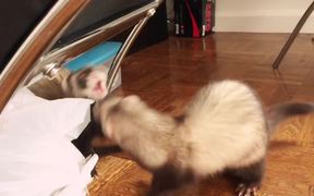 Ferret Helps Take Out The Trash