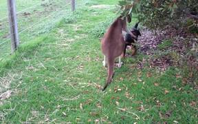 Kangaroo And Dog Are Best Friends