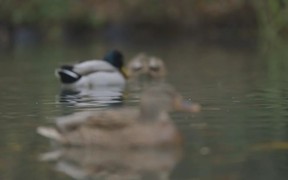Close Up Ducks Swimming - Animals - VIDEOTIME.COM