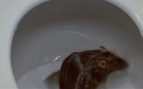 How Rats Make It Into Your Toilet - Animals - VIDEOTIME.COM