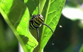 Monarch Butterfly Time Lapse