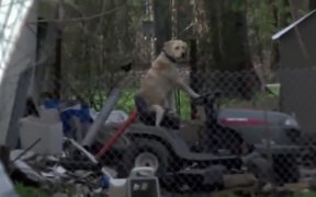 Reporter Notices Dog Riding Lawnmower - Animals - VIDEOTIME.COM