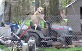 Reporter Notices Dog Riding Lawnmower