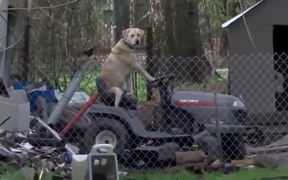 Reporter Notices Dog Riding Lawnmower - Animals - VIDEOTIME.COM