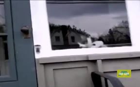 This Cat Really Hates The Mailman