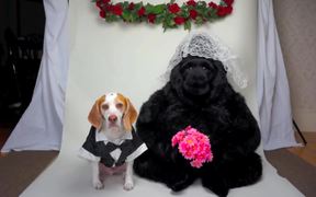 Dog Falls In Love With Stuffed Gorill - Animals - VIDEOTIME.COM