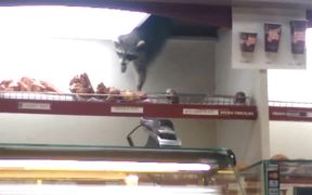 Raccoon Steals Donut - Animals - VIDEOTIME.COM