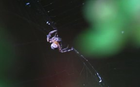 Spider Spinning Its Prey - Animals - VIDEOTIME.COM