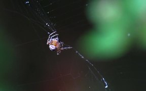 Spider Spinning Its Prey
