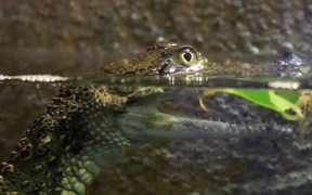 Baby Crocodile in Water