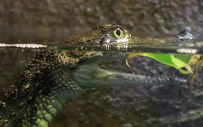 Baby Crocodile in Water - Animals - VIDEOTIME.COM