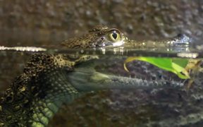 Baby Crocodile in Water