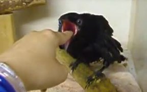 Crow Getting Some Finger Food