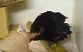 Crow Getting Some Finger Food - Animals - VIDEOTIME.COM