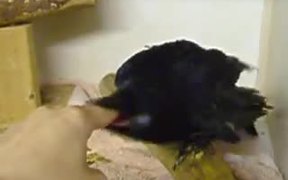 Crow Getting Some Finger Food - Animals - VIDEOTIME.COM