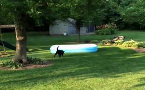 Dog Runs Away With Pool - Animals - VIDEOTIME.COM